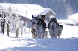 Lenk 2013